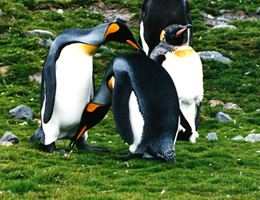 Pinguins na Grama