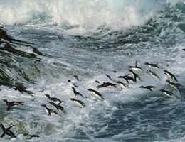 Pinguins Nadando